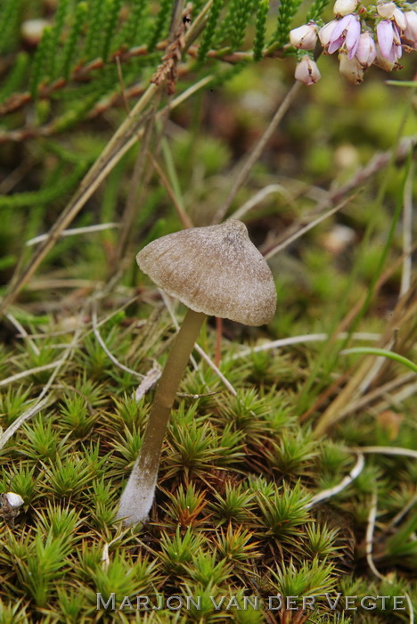 Heidesatijnzwam - Entoloma fernandae